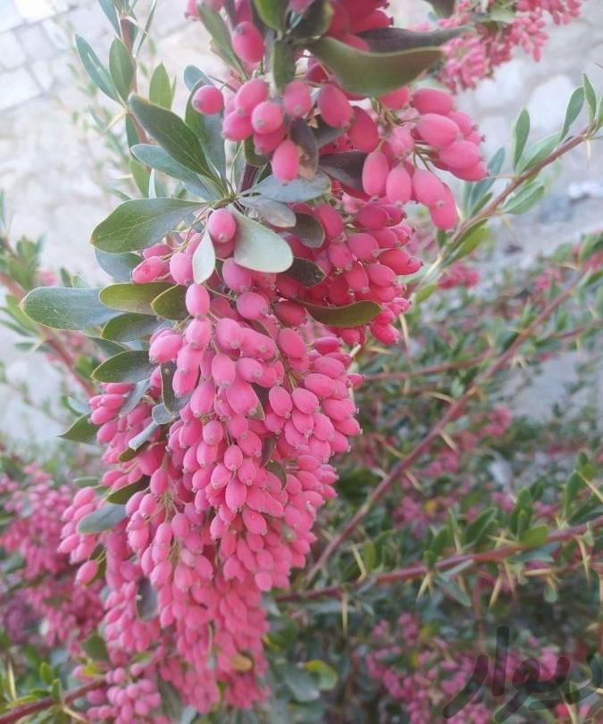 زرشک تازه قاعنات بیرجند