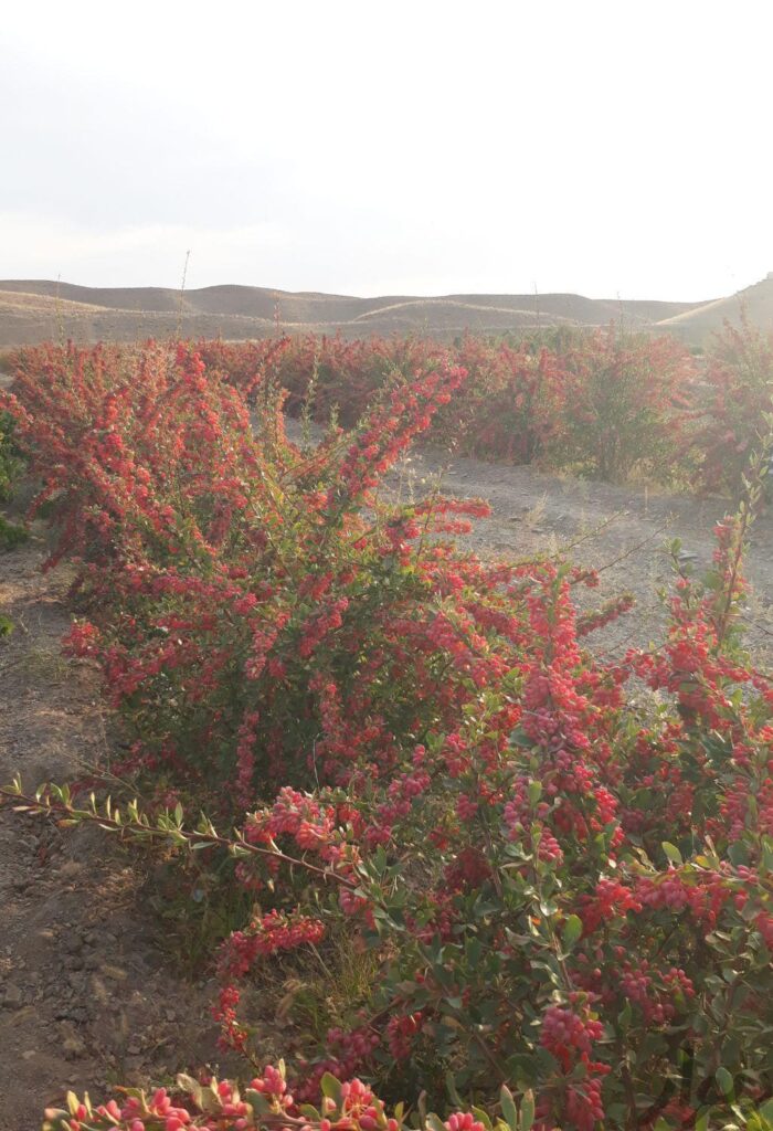 فروش محصول باغ زرشک قاینات وپیش فروش نهال