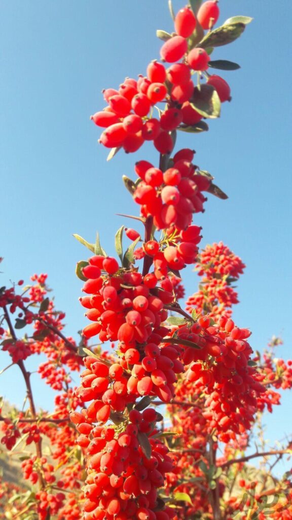 زرشک تازه خراسان جنوبی