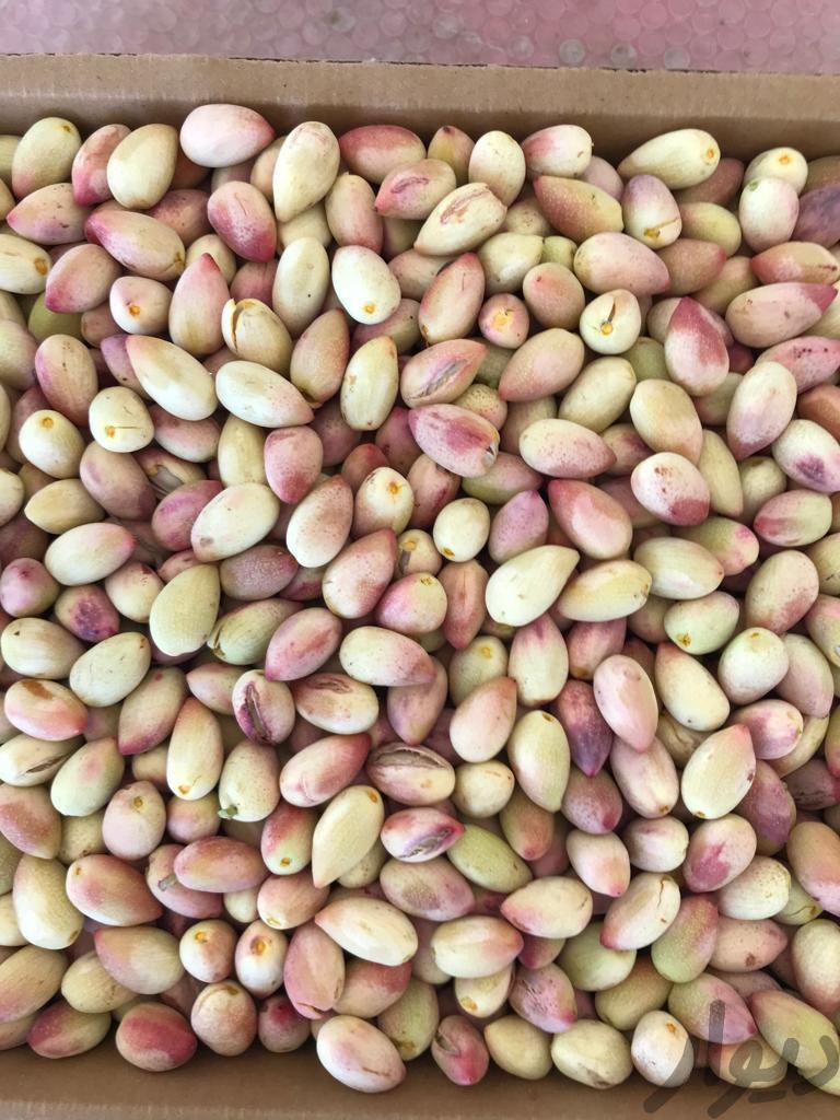 پسته تازه امسالی