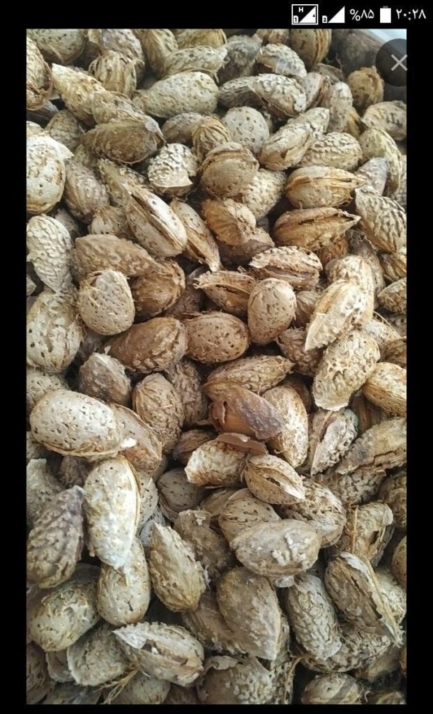 بادام درختی