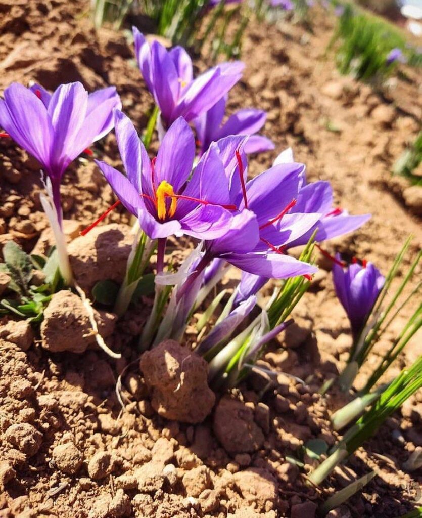 پیاز زعفران درشت و سالم تربت حیدریه