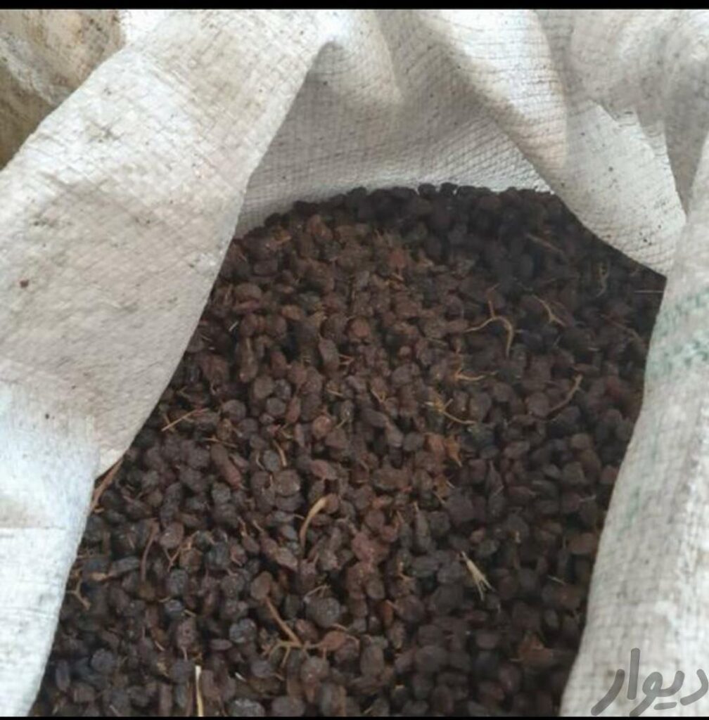 مرکز کشمش ملکان در تبریز