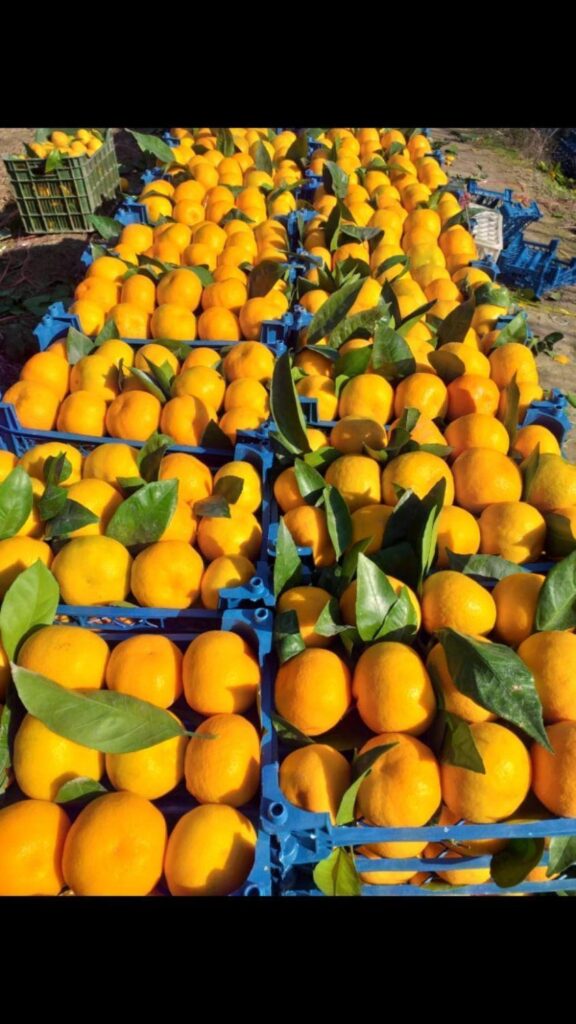فروش نارنگی و پرتقال باغداران در تره بار شهر شیراز