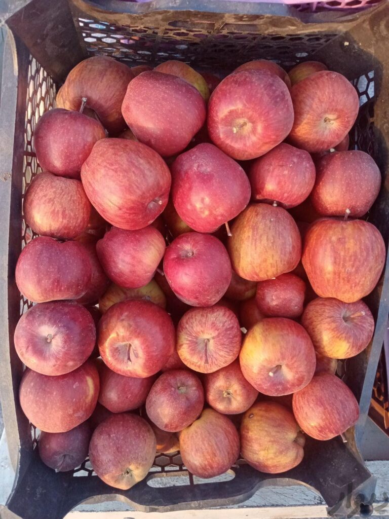 سیب درختی لاله زاردرجه 123
