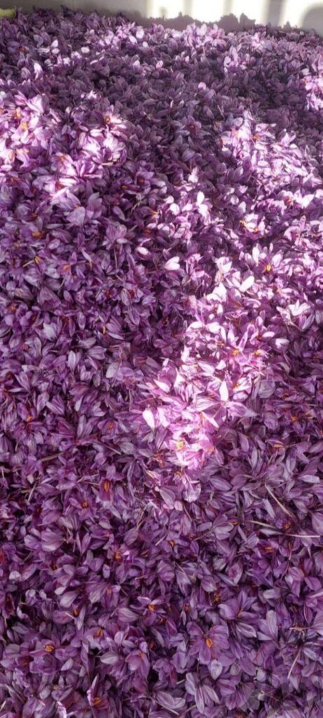 فروش گل زعفران