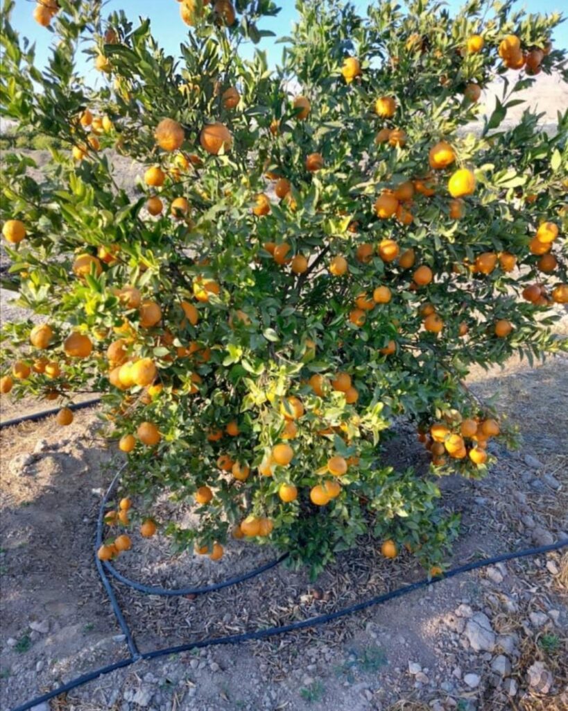 نهالستان نهال مرکبات جهرم پرتقال لیمو ترش نارنگی