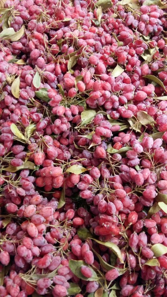 زرشک تازه مستقیم از باغ