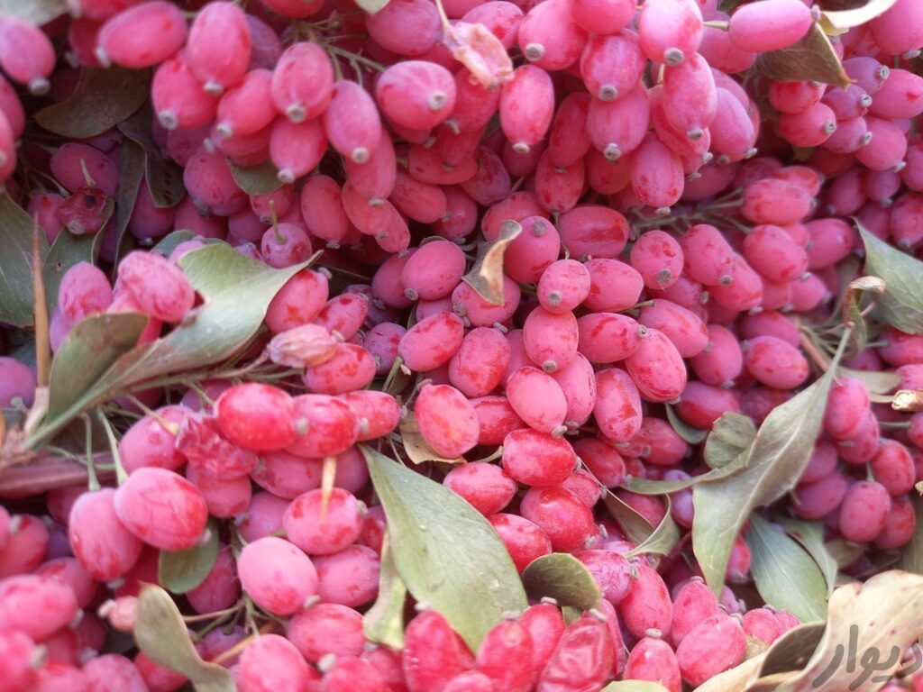 زرشک تازه قاین