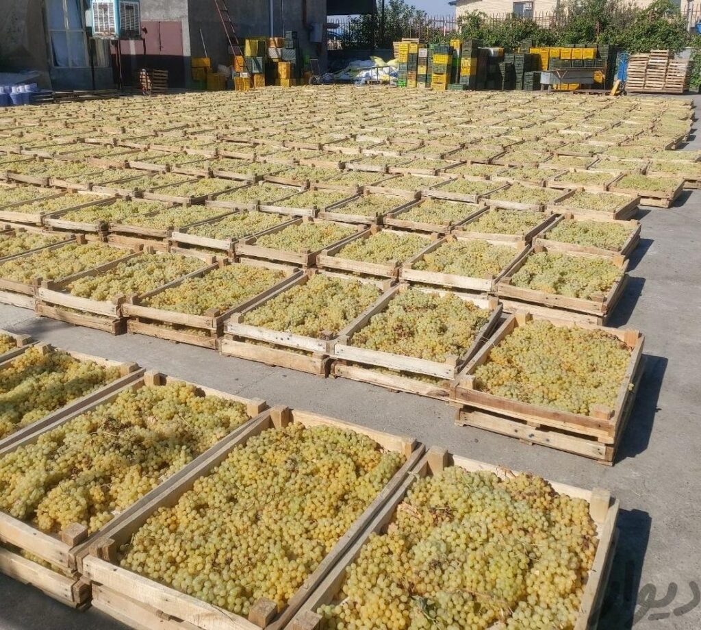 انواع کشمش افتابی پر تنوع (مستقیم )