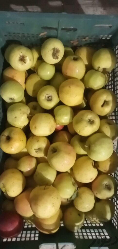 سیب جهت ابگیری و سرکه سیب