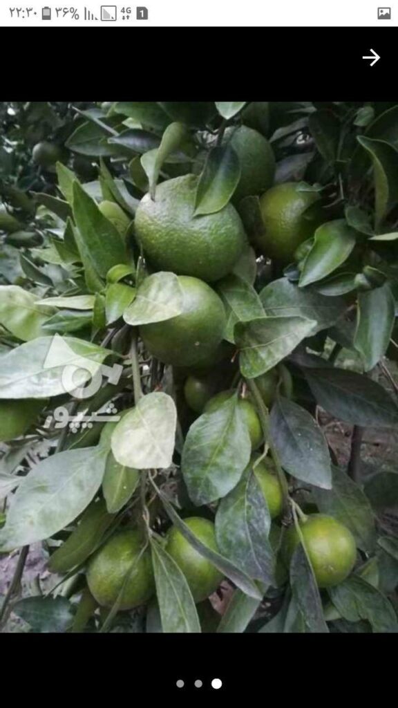 خرید نارنگی محلی و پرتقال تامسون