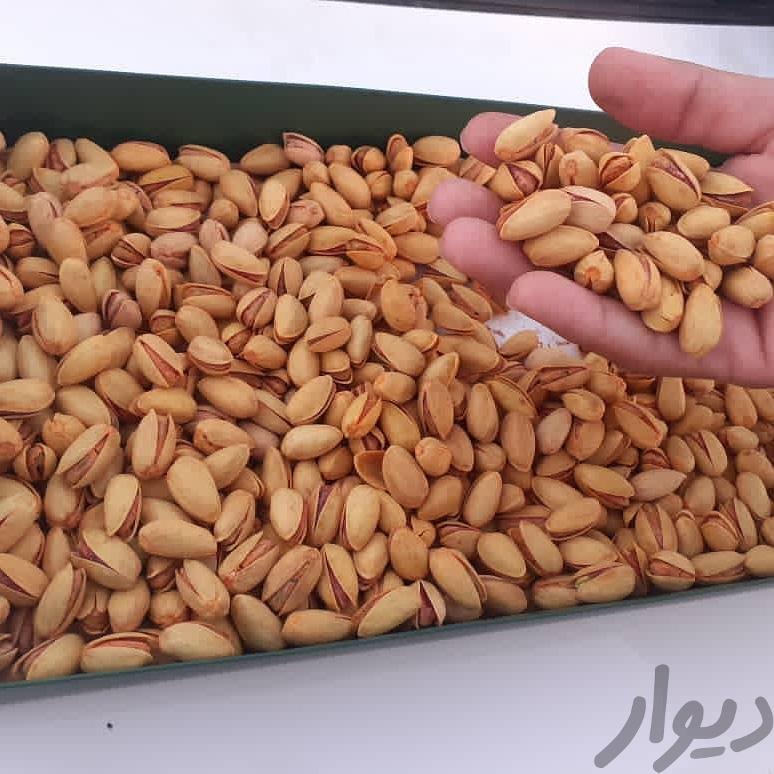 پسته بادامی شور زعفرانی امسالی