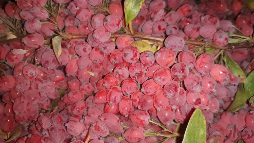 زرشک تازه دانه اناری خراسان