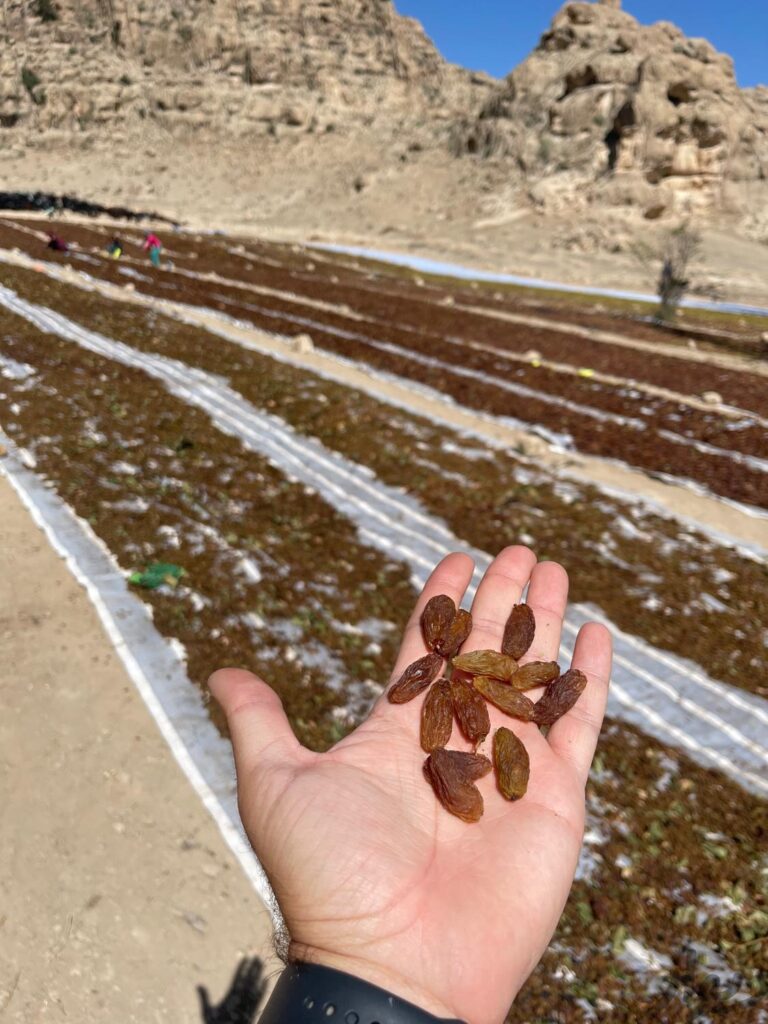 پخش عمده مویز و کشمش(احمدی)