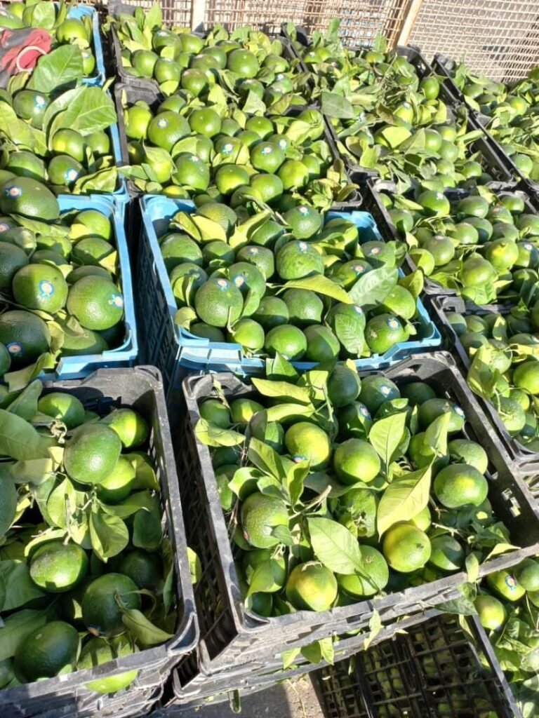 سر درختی پرتقال و نارنگی میوها صاردراتی