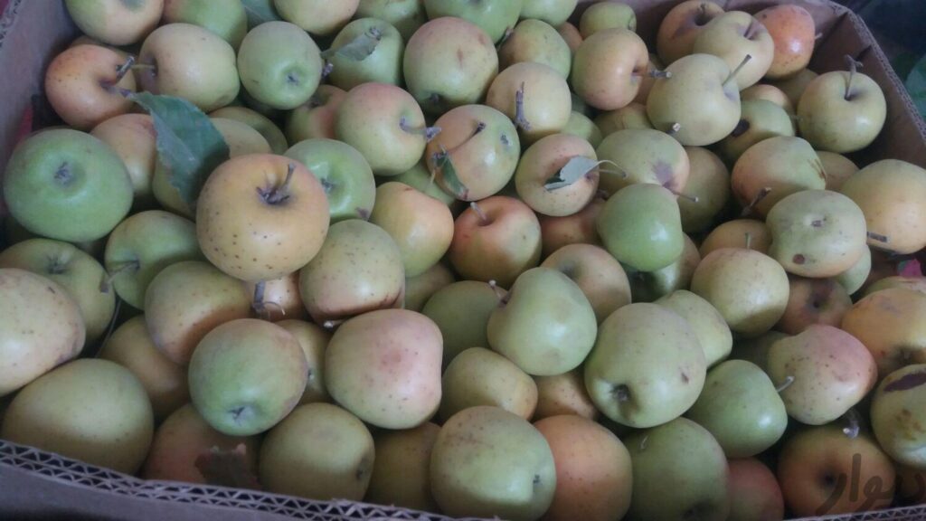 سیب درختی تازه
