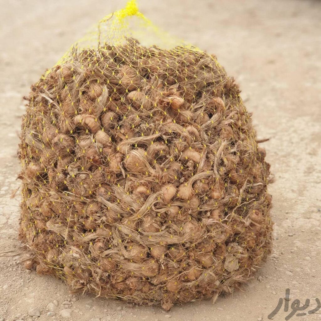 فروش پیاززعفران مرغوب