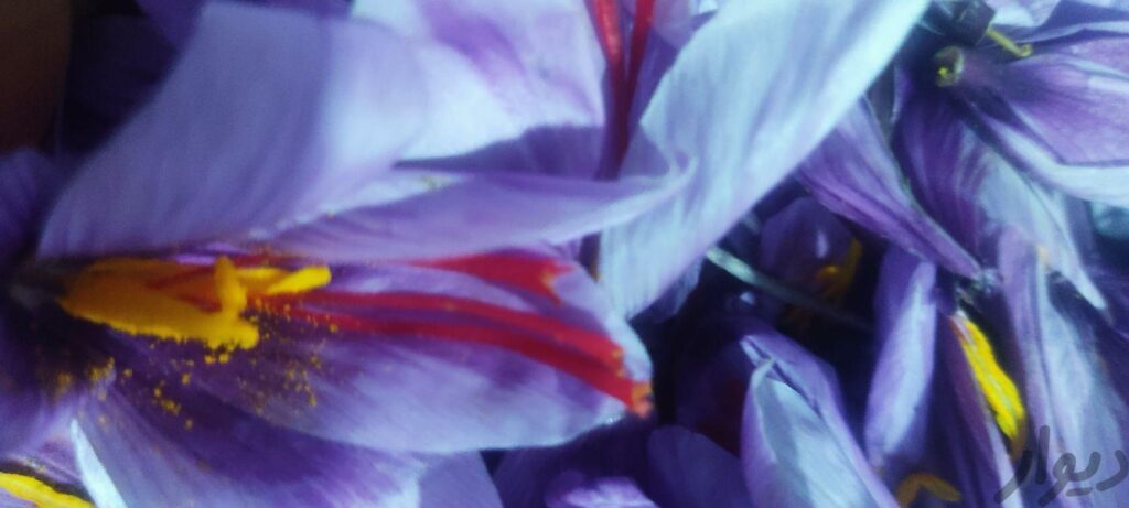 فروش گل زعفران