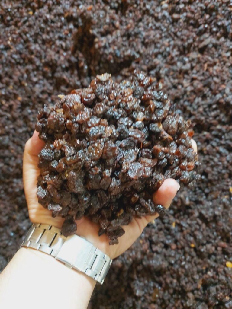 انبار فروش کشمش افتابی و افغان بی واسطه