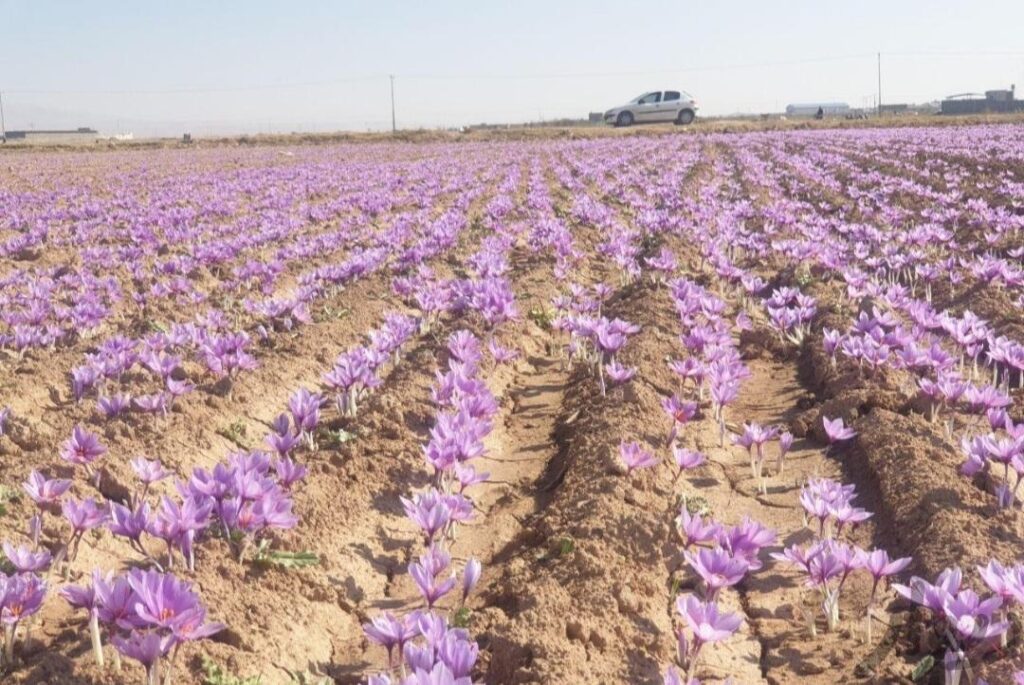 گل زعفران تربت عیاربالا