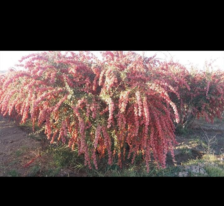 زرشک قاینات.