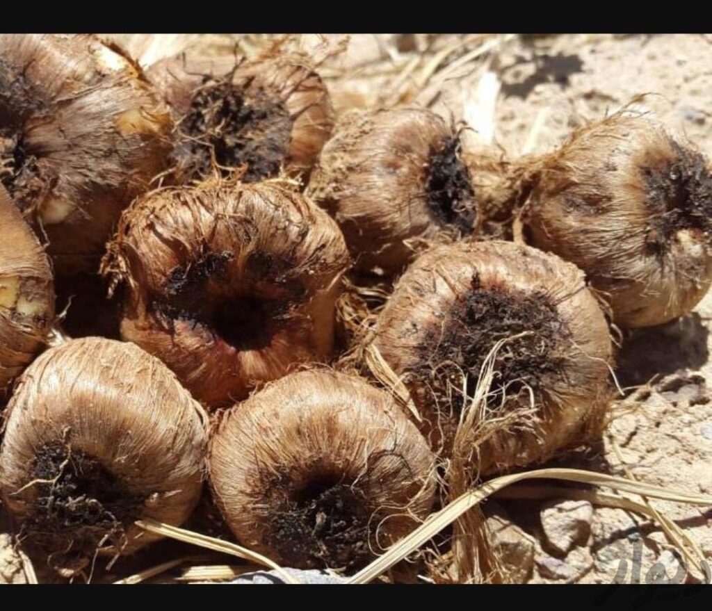 پیاز زعفران محصول قائنات