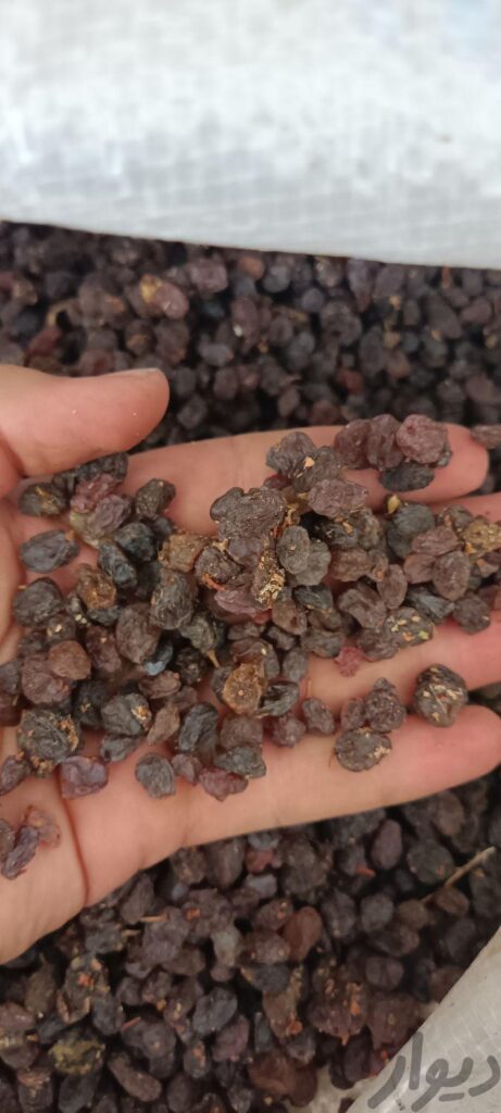 کشمش افتابی شیرین گوشتی، خرما،خمیر خرما