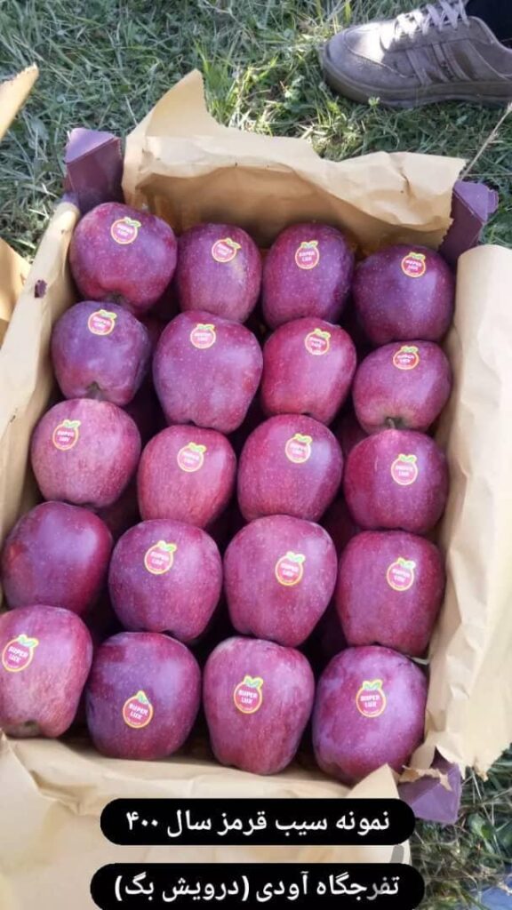 فروش سیب درختی