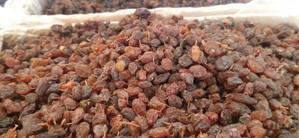 کشمش‌باقری