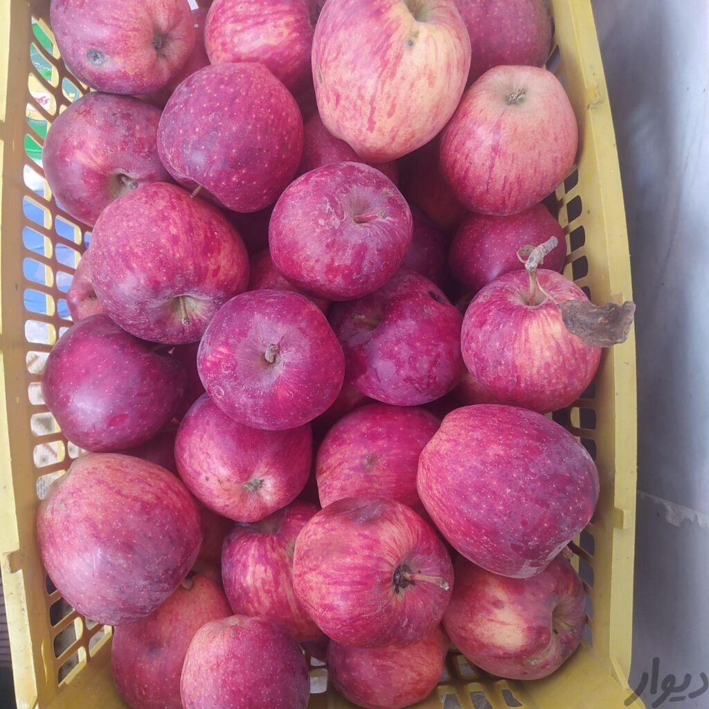 سیب قرمز معروف رویین درشت وپرآب پادرختی