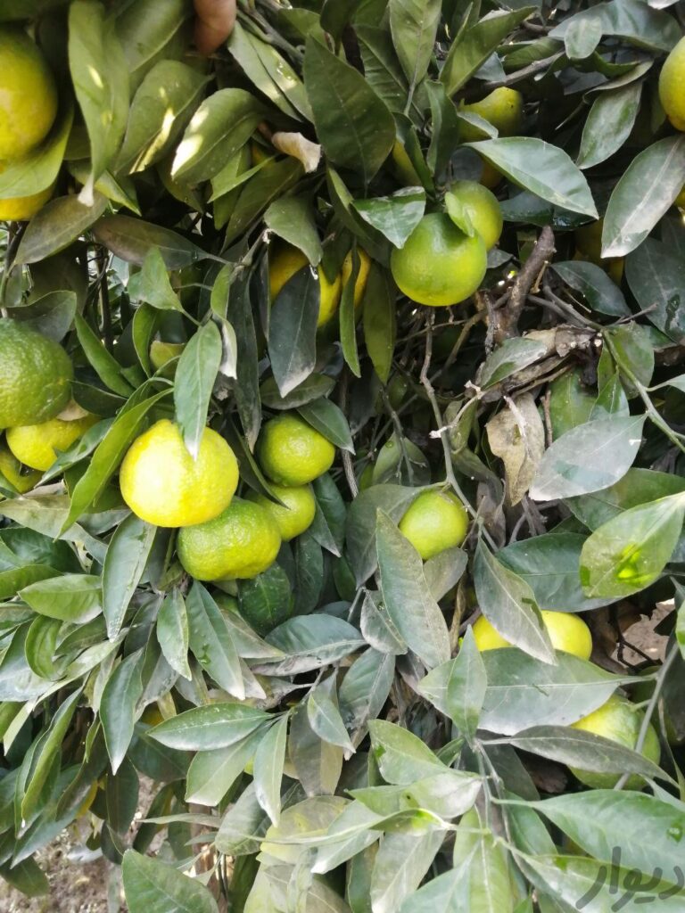 نارنگی محلی و پرتقال خونی