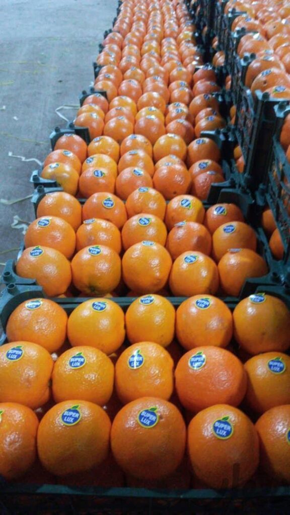 پیش فروش پرتقال صادراتی