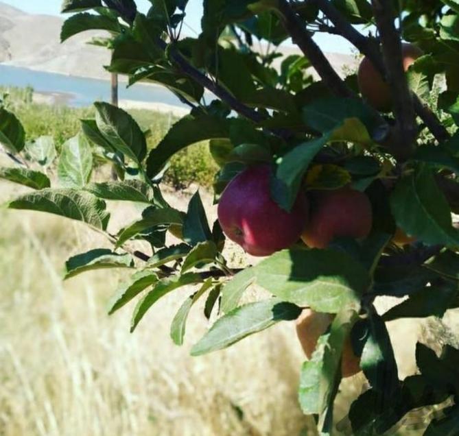 سیب درختی فقط به صورت کلی