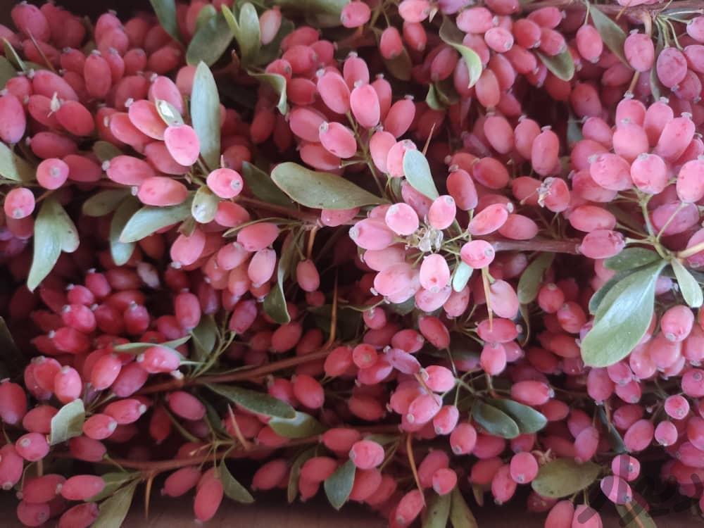 خریدار زرشک شاخه بصورت