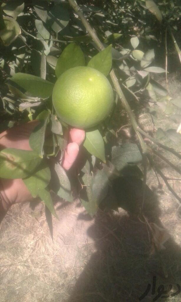 پرتقال مهلی شیرین تضمینی