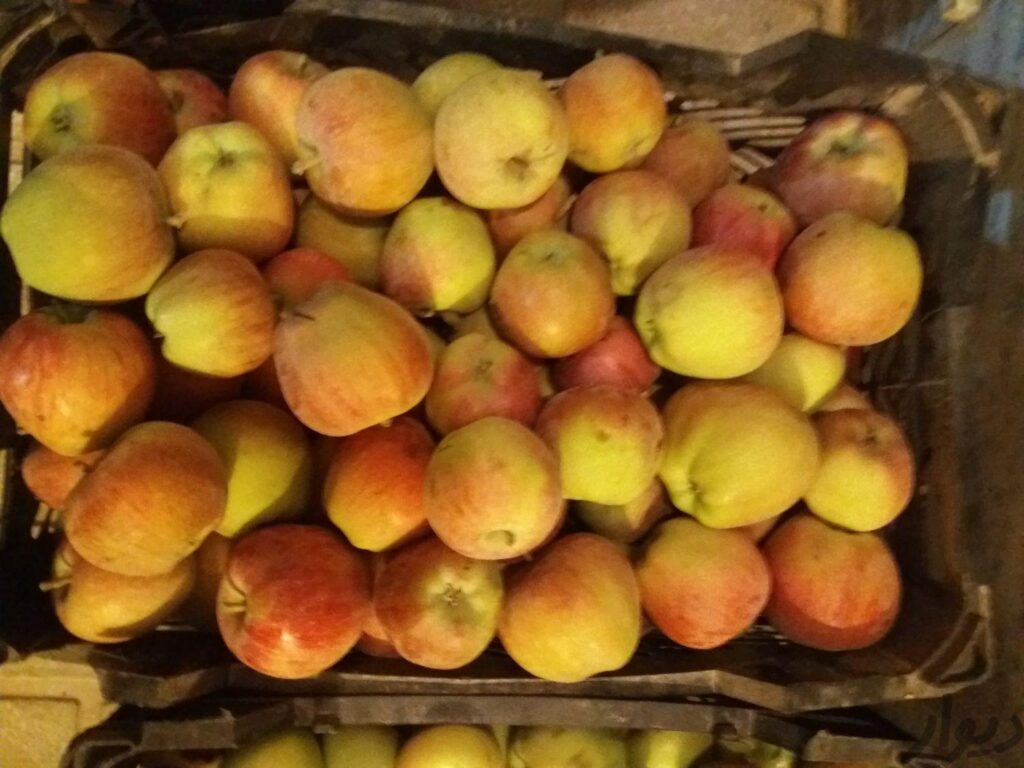 سیب ریز ومتوسط