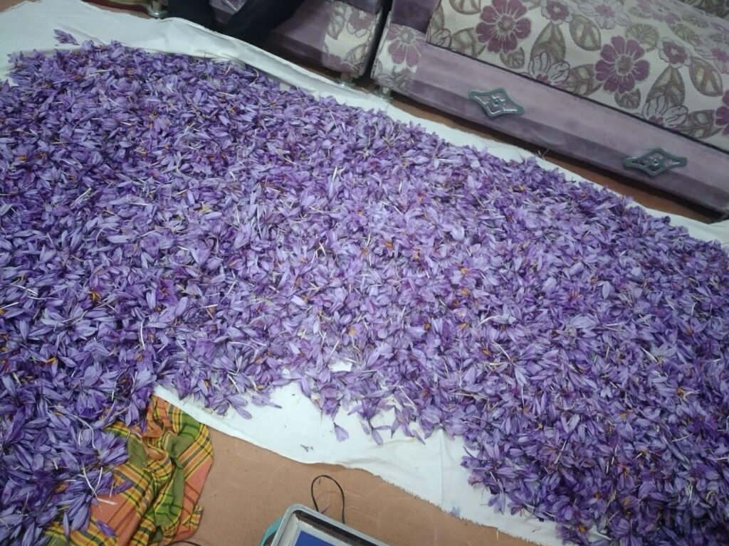 گل زعفران تربت حیدریه عیار بالا