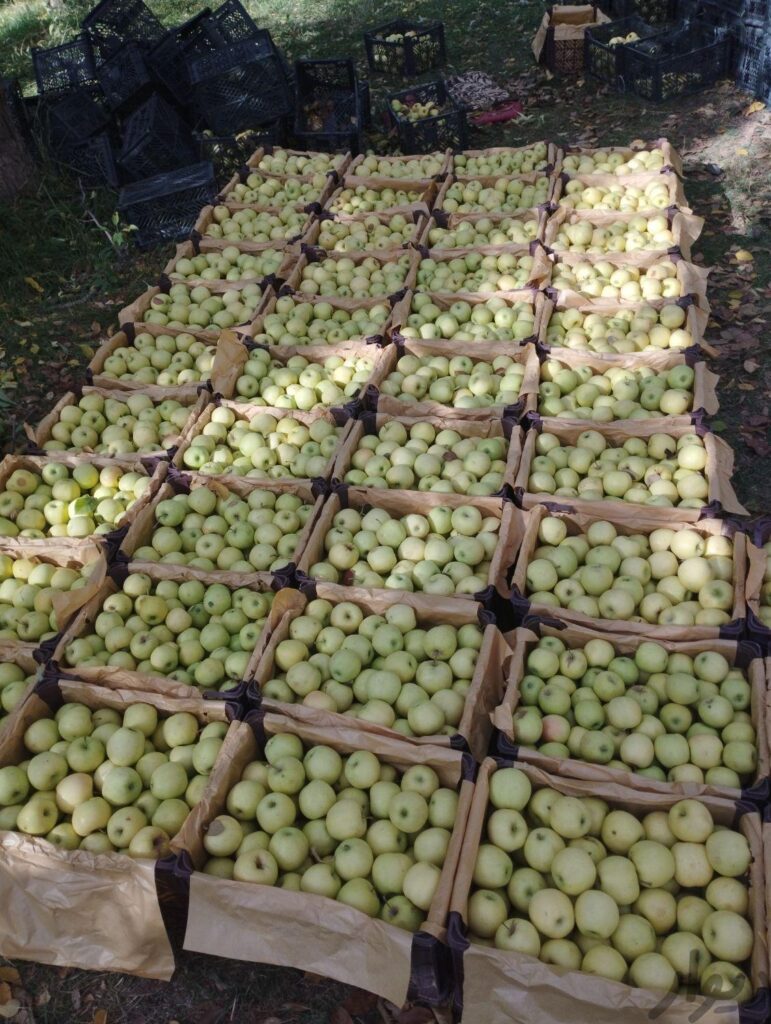 سیب درجه یک