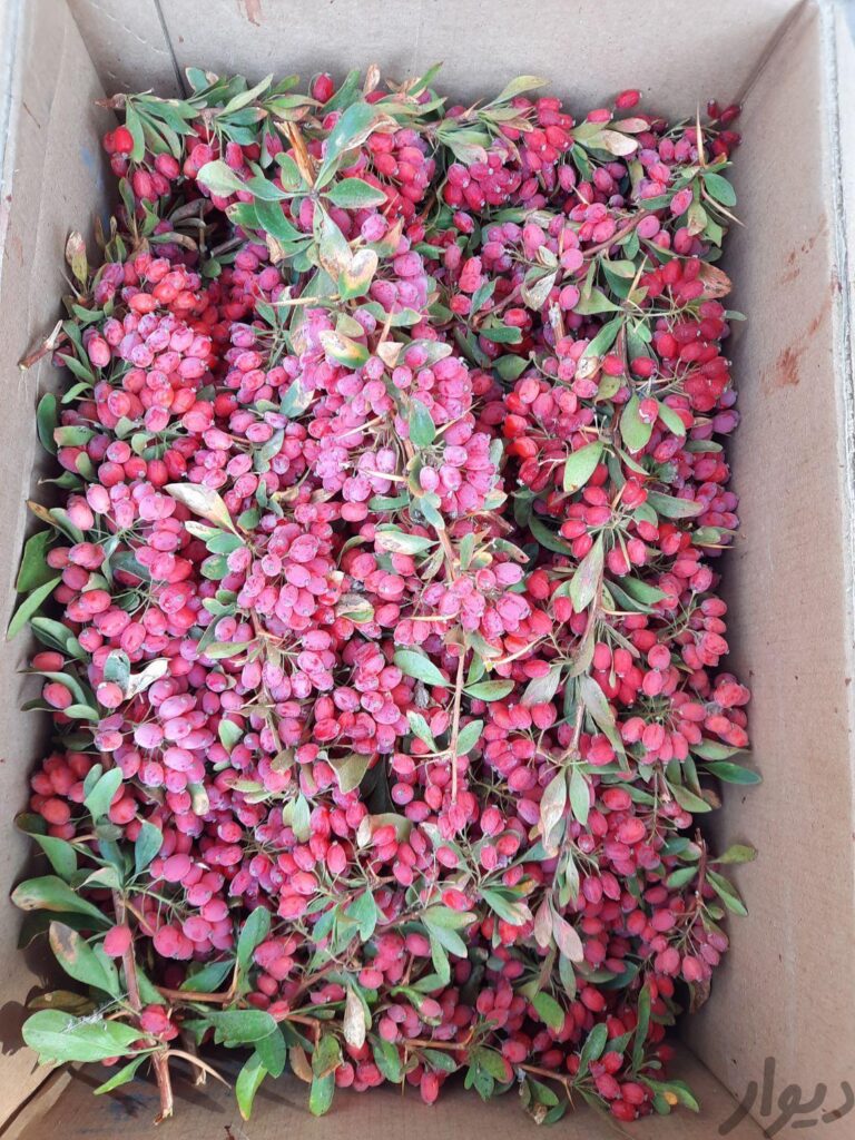 زرشک تازه بیرجند