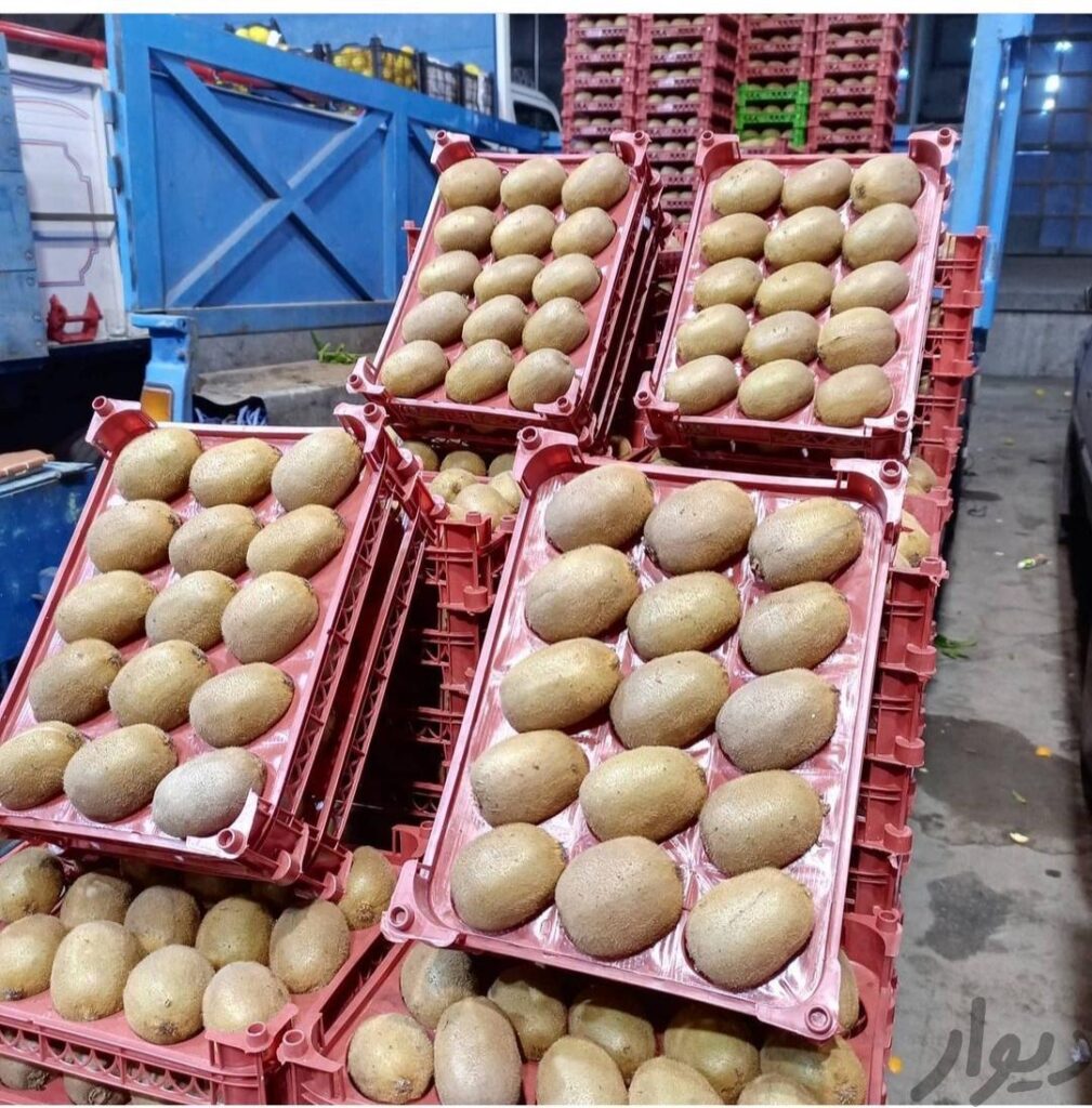 کیوی و پرتقال باغداران