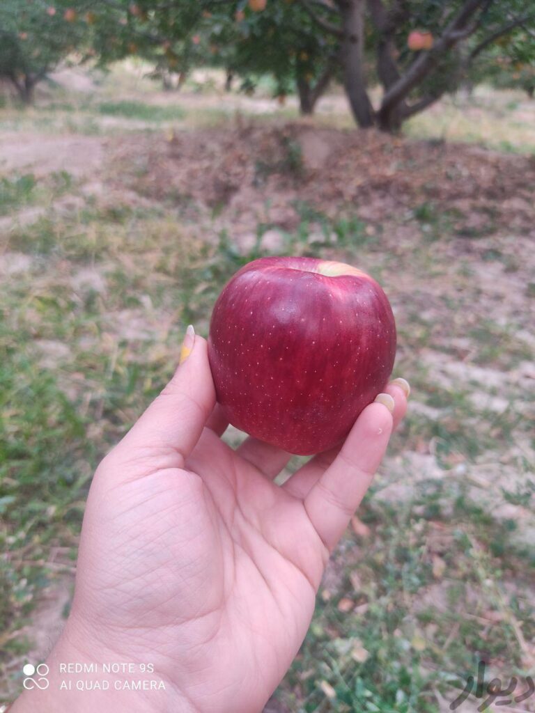 سیب سر درختی قرمز