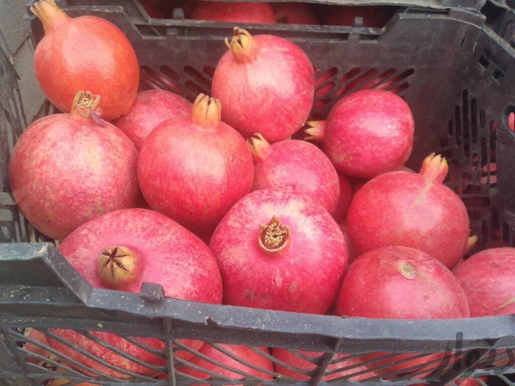 انار و رب انار شهرضا عمده جزیی