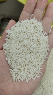 هاشمی فوق ممتاز گیلان