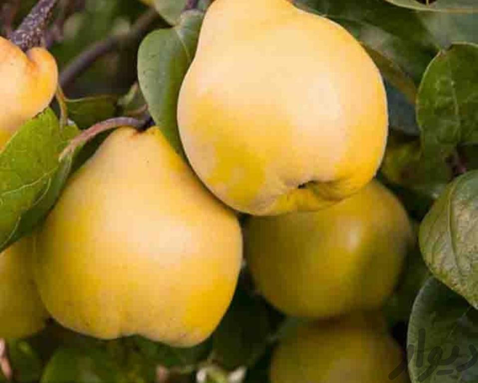 نهال به اصفهان