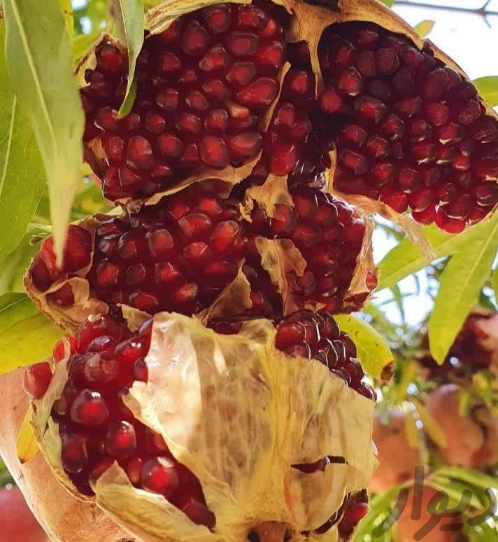 انار دونه سیاه قلعه چم