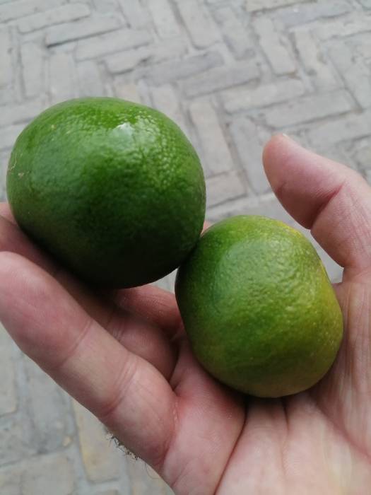 نارنگی ژاپنی