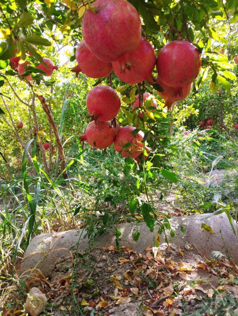 عمده فروشی انار درشت دون ذغالی ساوه