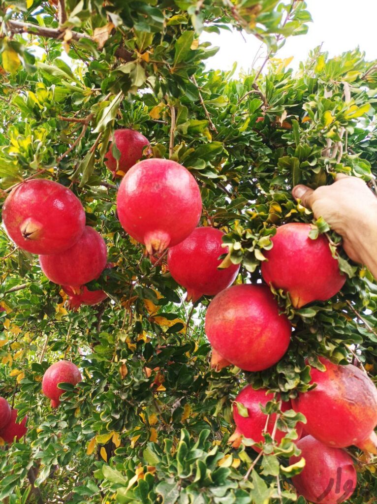 فروش 15تن انار رباب وانار ربی