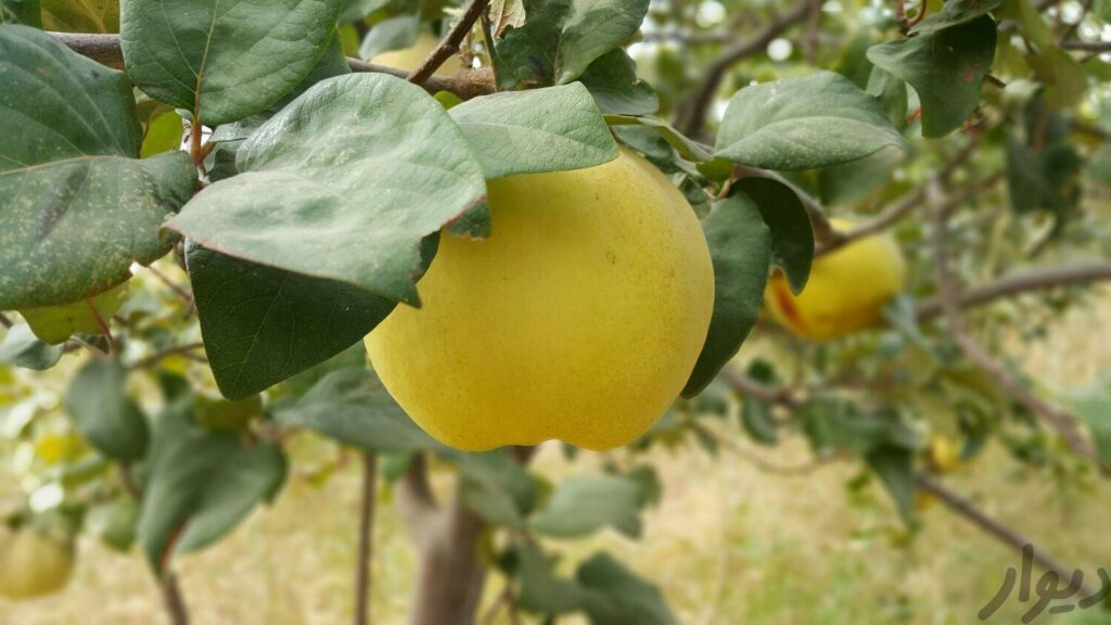 میوه ی به با کیفیت